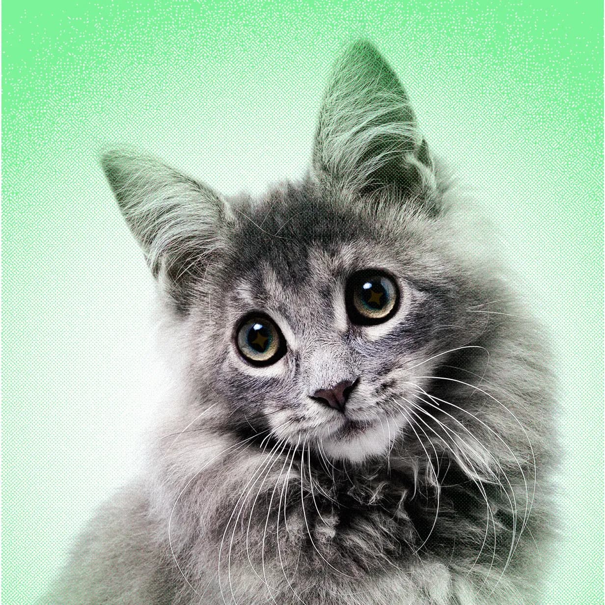 AI Slop Is Ruining Cute Animals on the Internet